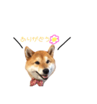 日常で使える柴犬あずきスタンプ（個別スタンプ：9）