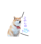 日常で使える柴犬あずきスタンプ（個別スタンプ：10）