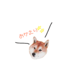 日常で使える柴犬あずきスタンプ（個別スタンプ：11）