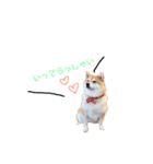 日常で使える柴犬あずきスタンプ（個別スタンプ：12）
