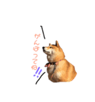 日常で使える柴犬あずきスタンプ（個別スタンプ：13）
