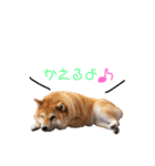 日常で使える柴犬あずきスタンプ（個別スタンプ：15）