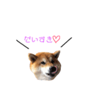 日常で使える柴犬あずきスタンプ（個別スタンプ：16）
