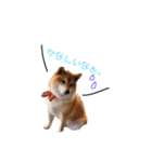 日常で使える柴犬あずきスタンプ（個別スタンプ：19）