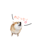 日常で使える柴犬あずきスタンプ（個別スタンプ：20）