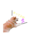 日常で使える柴犬あずきスタンプ（個別スタンプ：21）
