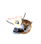 日常で使える柴犬あずきスタンプ（個別スタンプ：22）
