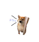 日常で使える柴犬あずきスタンプ（個別スタンプ：24）