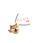 日常で使える柴犬あずきスタンプ（個別スタンプ：25）