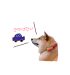 日常で使える柴犬あずきスタンプ（個別スタンプ：26）
