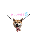 日常で使える柴犬あずきスタンプ（個別スタンプ：29）