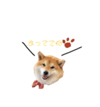 日常で使える柴犬あずきスタンプ（個別スタンプ：30）