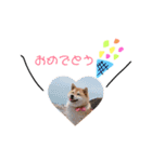 日常で使える柴犬あずきスタンプ（個別スタンプ：32）