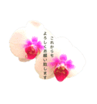 キレイなお花のスタンプPart4（個別スタンプ：8）