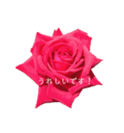 キレイなお花のスタンプPart4（個別スタンプ：20）
