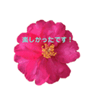 キレイなお花のスタンプPart4（個別スタンプ：21）