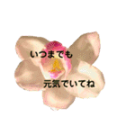 キレイなお花のスタンプPart4（個別スタンプ：23）