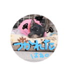 リンちゃん。（個別スタンプ：13）