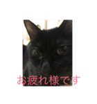 黒猫めめたん（個別スタンプ：2）