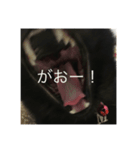 黒猫めめたん（個別スタンプ：3）