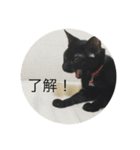 黒猫めめたん（個別スタンプ：5）