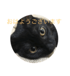 黒猫めめたん（個別スタンプ：6）