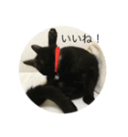 黒猫めめたん（個別スタンプ：7）