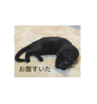 黒猫めめたん（個別スタンプ：8）