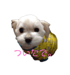 マルチーズで挨拶（個別スタンプ：2）