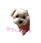マルチーズで挨拶（個別スタンプ：3）