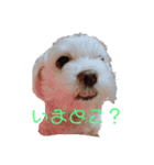 マルチーズで挨拶（個別スタンプ：4）