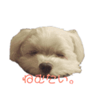 マルチーズで挨拶（個別スタンプ：5）