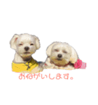 マルチーズで挨拶（個別スタンプ：7）