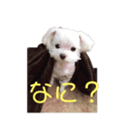 マルチーズで挨拶（個別スタンプ：14）