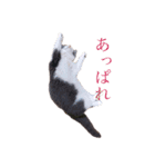 ねこの主張。（個別スタンプ：1）