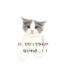 ねこの主張。（個別スタンプ：2）