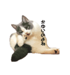 ねこの主張。（個別スタンプ：3）