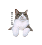ねこの主張。（個別スタンプ：4）