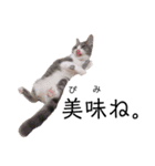 ねこの主張。（個別スタンプ：10）