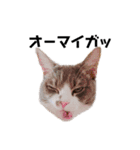 ねこの主張。（個別スタンプ：11）