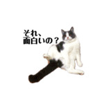 ねこの主張。（個別スタンプ：12）
