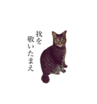 ねこの主張。（個別スタンプ：15）