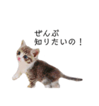 ねこの主張。（個別スタンプ：16）