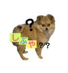 こたろうのすたんぷ2（個別スタンプ：3）