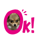 こたろうのすたんぷ2（個別スタンプ：11）