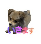 こたろうのすたんぷ2（個別スタンプ：14）