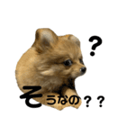 こたろうのすたんぷ2（個別スタンプ：16）
