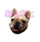 フレブル モモタロウ（個別スタンプ：1）