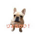 フレブル モモタロウ（個別スタンプ：3）