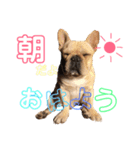 フレブル モモタロウ（個別スタンプ：12）